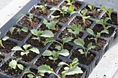 Young kohlrabi (Brassica) plants in sowing plate