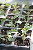 Young kohlrabi (Brassica) plants in sowing plate