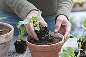 Frau topft Kohlrabi - Jungpflanze (Brassica) mit Ballen in Tontopf