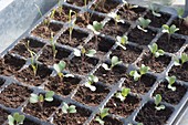 Savoy cabbage seedlings in seed plate