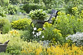 Yellow bed with Erysimum 'dwarf' (carpet gold lacquer), Euphorbia