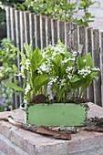 Convallaria majalis (lily of the valley) in green wooden box