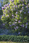 Syringa vulgaris 'Katharine Havemeyer' (lilac)
