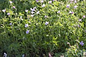 Geranium endressii (Pyrenäen-Storchschnabel)