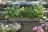 Basket with herbs planted-borage, love pot