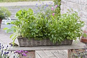 Kitchen herbs in the basket box
