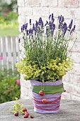 Lavender in pot with felt cover, flowers of Alchemilla