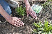 Vegetable sowing in organic garden