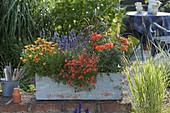 Planted blue-orange wooden box on garden wall