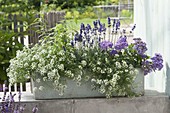 Incense box planted white and blue-purple with Lobularia 'Snow Princess'