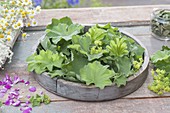 Wooden tray with Alchemilla mollis leaves and flowers