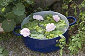 Blue enamel pot as a floating bowl with Rosa 'Stanwell flowers