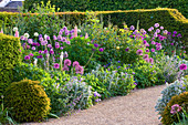 Arundel Castle GARDENS, West Sussex: BORDER with ALLIUM AND YEW HEDGING