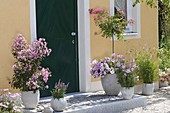 House entrance with pink flowering plants, Lagerstroemia indica