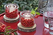 Small lanterns with berries of Sorbus (rowanberry, rowan)