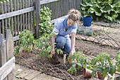 Plant tomatoes and marigolds in an organic garden bed
