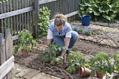 Plant tomatoes and marigolds in an organic garden bed