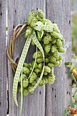 Wreath of hop vine, hop umbels laterally bound in grape