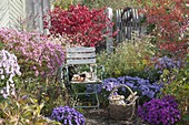 Chair in the autumn garden between Aster (white wood aster) and Euonymus