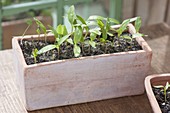 Clay box with paprika (Capsicum annuum) seedlings