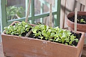 Terracotta box with seedlings of Batavia salad, lettuce and ice lettuce