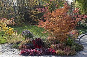Colorful autumnal bed, Acer palmatum 'Katsura'