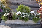 Green-white planted autumn box, Pinus (Pine), Pernettya