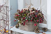 Wooden container planted with Gaultheria procumbens on the window