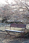 Winter garden with red bench under malus (ornamental apple tree)