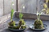 Galanthus nivalis (snowdrop), without soil in moss on coasters