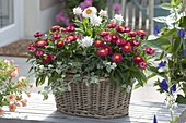 Basket Jardiniere planted with Bracteantha 'Red Purple', 'White'