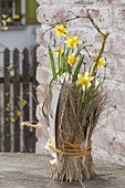 Narcissus 'Tete A Tete' (Daffodil), pot covered with grasses