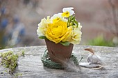 Yellow mini bouquet in a terracotta potty, ranunculus (ranunculus)