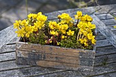 Eranthis (winter aconite) with moss in wooden box