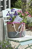 Aquilegia, in basket bag as a gift on chair