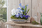 Blau-weiße Schale bepflanzt mit Scilla (Blausternchen), Viola cornuta