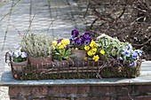 Pots in basket on moss, viola cornuta (horn violet)