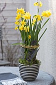 Narcissus 'Tete a Tete' with willow-wreath and feathers