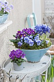 Turquoise bowl and pot with Primula (primrose), Viola cornuta