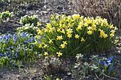 Spring bed in yellow and blue, Narcissus 'Tete A Tete'