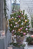 Pinus (Kiefer) als lebender Weihnachtsbaum, Christbaumkugeln