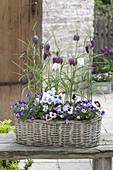 Basket jardiniere with Viola cornuta, Viola wittrockiana
