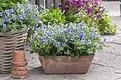 Basket and box with viola odorata (scented violets), clay pots
