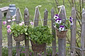 Basket with Viola wittrockianan (pansy), parsley