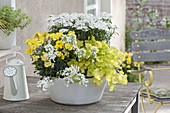 white-yellow planted shell, Erysimum 'Winter Gold' (gold lacquer)