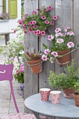 Clay pots hanging on board wall, Verbena Wicked 'Hot pink'
