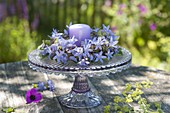 Wreath of campanula (bellflower) on cake plate with foot