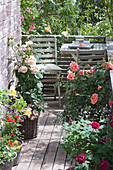 Small rose balcony with sitting area, pink (rose, dwarf rose)