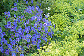 Blue-yellow combination, Geranium X magnificum 'Rosemoor'