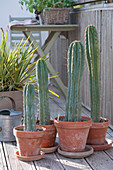 Trichocereus peruvianus (colony cactus) in summer resort